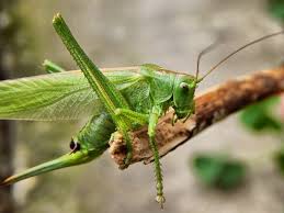 Get your team aligned with. How To Get Rid Of Grasshoppers In The House Naturally Bugwiz