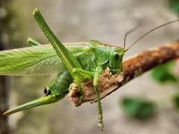 Grasshoppers are a group of insects belonging to the suborder caelifera. How To Get Rid Of Grasshoppers In The House Naturally Bugwiz