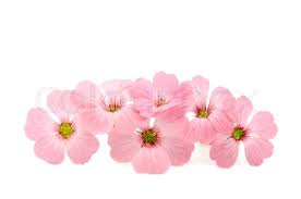 You can also upload and share your favorite pink flower white backgrounds. Delicate Pink Flowers On A White Stock Image Colourbox