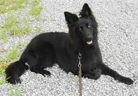 German Shepherds Coats And Colors Nh Ma Von Hena C Kennels Black German Shepherd German Shepherd Puppies Black German Shepherd Puppies