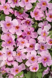 Image result for Sutera floribunda