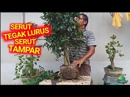 Review Bonsai Serut Bersama Subscriber Youtube