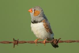 Oregon scientists gave zebra finches juice spiked with alcohol, until the birds' blood alcohol level was.08. Zebra Finch Wikipedia