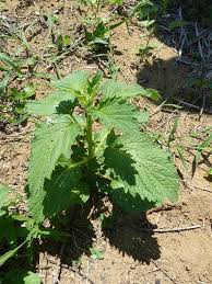 Image result for Sesamum radiatum