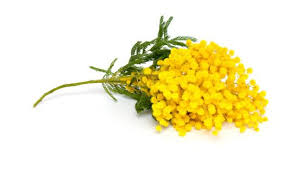 Acacia Yellow Meaning Concealed Love Flowers Name List Flower Names Flowers