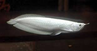The Most Expensive Aquarium Fish In The World Aquarium Fish Oscar Fish Betta Fish Types