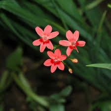 Image result for Freesia laxa