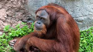 See more ideas about fort worth zoo, zoo, fort worth. Fort Worth Zoo Discount Tickets Prices Hours And More Dfw On Budget