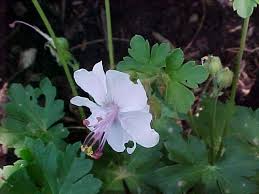 Partial shade to full sun; Selected Perennials For Oklahoma Gardens