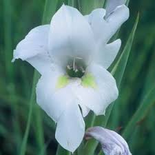 Image result for Gladiolus ecklonii