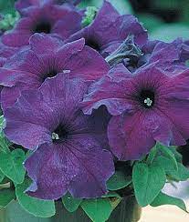 Supercascade Blue Petunia Seeds And Plants Annual Flower Garden At Burpee Com Blue Flowers Garden Flower Garden Plans Purple Flowers Garden