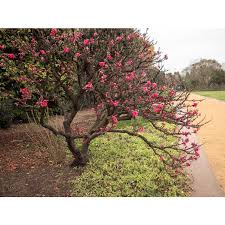 Beautiful double flowering ornamental peach tree. Jc Raulston Arboretum