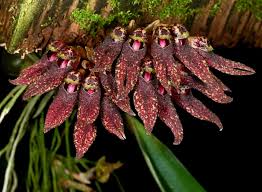 Image result for Bulbophyllum fuscum
