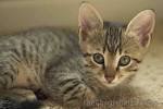 Egyptian Mau Kittens for Sale & Cats for Adoption ...