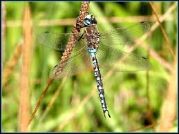 Black And Yellow Dragonfly California California Darner