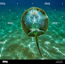 Stingray mouth hi-res stock photography and images