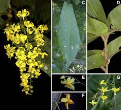 Image result for Ochnaceae