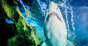 79 For A Family Annual Pass To Greater Cleveland Aquarium 130 Value Sea Birthday Party Annual Pass Sea Birthday