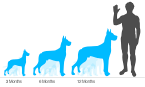 Efficient Mastiff Size Chart 2019