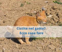 A distanza di 15 gg ripetere l'urinocoltura per verificare situazione vescicale e, in caso si fosse effettuata una terapia antibiotica, il tampone vaginale per valutare lo stato della flora lattobacillare. Gatti E Cistite La Guida Definitiva Per Capire Come Curarla Vet Fiocco Scalvi