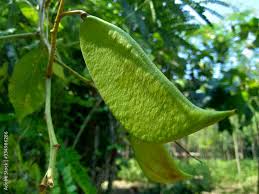 Image result for Caesalpinia sappan