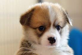 What physically makes a dog's ears stand up? When Do Corgi Puppy Ears Stand Up Stop The Flop
