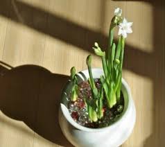 We did not find results for: What Bulbs Can Be Grown As Houseplants