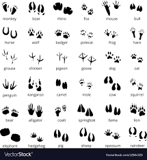 Silhouette Animal Track Set Royalty Free Vector Image Ad Track Set Silhouette Animal Ad Animal Tracks Coloring Pages Animal Coloring Pages