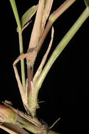 Image result for Urochloa rugulosa