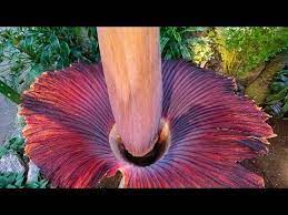 Corpse Flower Corpseflower Amazing Nature Flowers Plants Corpse Flower Unique Flowers Corpse Flower Bloom
