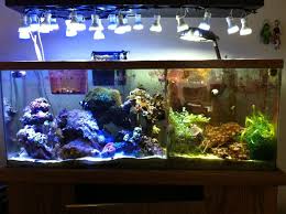 Interesting Concept Instead Of Having A Refugium With Ma Below Put The Refugium Next To The Reef System So Saltwater Aquarium Marine Aquarium Reef Aquarium
