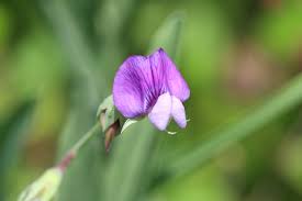 Image result for Lathyrus hirsutus