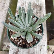 Image result for Senecio letouzeyanus
