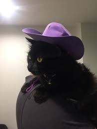 Check out our cat in cowboy hat selection for the very best in unique or custom, handmade pieces from our cowboy hats shops. 25 Cats In Cowboy Hats Ideas Cats Cowboy Hats Cat Hat