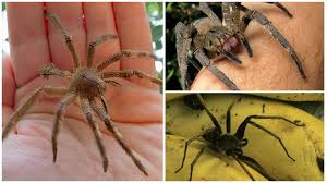 Brasilianische wanderspinne die giftigste im spinnenuniversum. Wo Der Brasilianische Wandernde Spinne Telefonutrien Lebt Der Giftigste Spinne Der Welt 10 Fotos Soziale Struktur Und Reproduktion