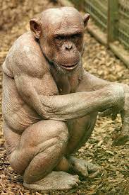 Pin On Monkey Ape Art And Photography