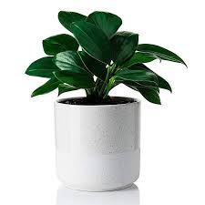 Amazon Com Greenaholics Indoor Plant Pot 6 2 Inch Half Glazed Ceramic Planter For Indoor Planting Snake Plant Indoor Plants Indoor Plant Pots Flower Pots