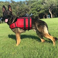 Check spelling or type a new query. What Do You Know About Sable German Shepherds K9 Web