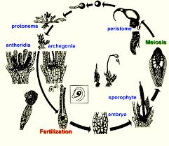 These are cells that divide repeatedly to form new cells. Biology Bryophytes Askiitians