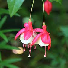 Fuchsia Flower Australia Best Flower Wallpaper