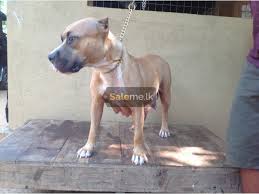Easy connect dog gear on kickstarter! Pets Super Class Pitbull Puppies In Mirigama Saleme Lk