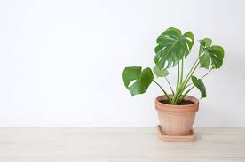 Our guide looks at common pests on indoor plants, and helps to identify aphids, mealybug this article will show you how to deal with all these pests and more. Can You Identify These Common House Plants