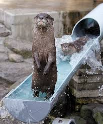 Otters Cool Off On Water Slide Toronto Star Otters Funny Animal Pictures Cute Animals