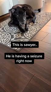 Check spelling or type a new query. Discover Priti Patel Freddie Sawyer S Popular Videos Tiktok