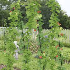 The untied ends are then spread out a few feet (1 m.) apart on the ground. Steel Sweet Pea Bean Support Frame 80cm Wide X 2m High X 1 2m Long Polytunnels Greenhouses Ireland S Polytunnel Company