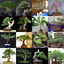 Image result for Kirkiaceae