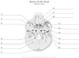 Diagram unlabeled tibia diagram unlabeled 9 out of 10 based on 80 ratings. Ab 5222 Unlabeled Anatomy Diagrams Free Diagram