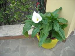 Arredare con i fiori freschi la casa è un modo per renderla allegra e colorata. Calle In Vaso