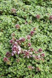 Woolly Thyme Wooly Thyme Drought Resistant Plants Plants