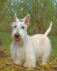 Check spelling or type a new query. White Scottish Terrier Paint By Number Numpaint Paint By Numbers